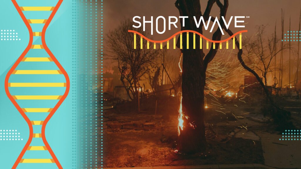 An explainer on how Santa Ana winds are fueling LA wildfires : Short Wave : NPR An explainer on how Santa Ana winds are fueling LA wildfires : Short Wave : NPR