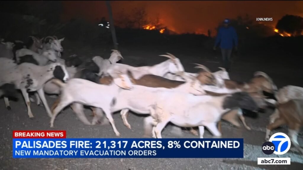 Goats seen evacuating in Brentwood due to Palisades Fire